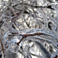 Ice storm allows for unprecedented stress research